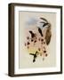 Miller's Emerald, Thaumatias Milleri-John Gould-Framed Giclee Print