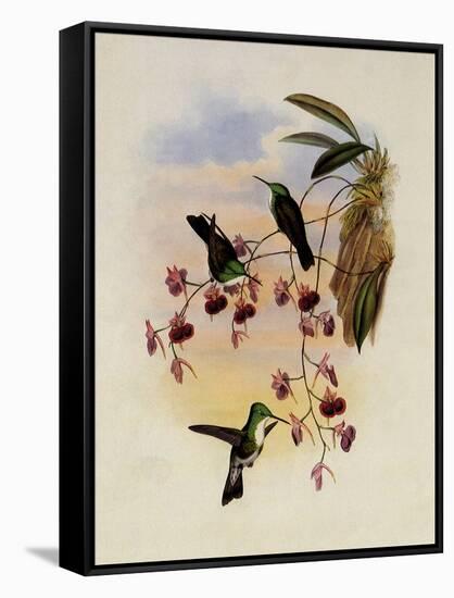 Miller's Emerald, Thaumatias Milleri-John Gould-Framed Stretched Canvas