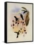 Miller's Emerald, Thaumatias Milleri-John Gould-Framed Stretched Canvas