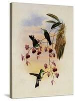 Miller's Emerald, Thaumatias Milleri-John Gould-Stretched Canvas