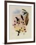 Miller's Emerald, Thaumatias Milleri-John Gould-Framed Giclee Print