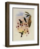 Miller's Emerald, Thaumatias Milleri-John Gould-Framed Giclee Print