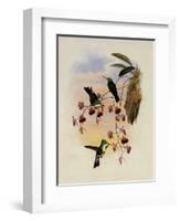 Miller's Emerald, Thaumatias Milleri-John Gould-Framed Giclee Print