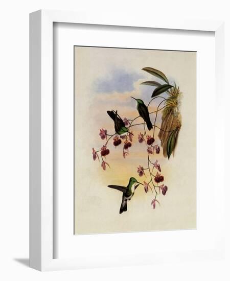 Miller's Emerald, Thaumatias Milleri-John Gould-Framed Giclee Print