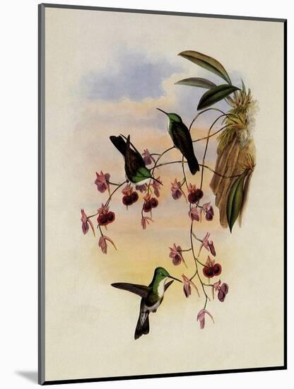 Miller's Emerald, Thaumatias Milleri-John Gould-Mounted Giclee Print