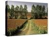 Millet Field Near Condom, Gascony, Midi-Pyrenees, France-Michael Busselle-Stretched Canvas