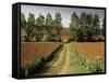 Millet Field Near Condom, Gascony, Midi-Pyrenees, France-Michael Busselle-Framed Stretched Canvas