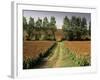 Millet Field Near Condom, Gascony, Midi-Pyrenees, France-Michael Busselle-Framed Photographic Print