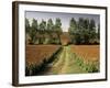 Millet Field Near Condom, Gascony, Midi-Pyrenees, France-Michael Busselle-Framed Photographic Print