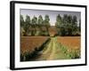 Millet Field Near Condom, Gascony, Midi-Pyrenees, France-Michael Busselle-Framed Photographic Print