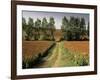 Millet Field Near Condom, Gascony, Midi-Pyrenees, France-Michael Busselle-Framed Photographic Print