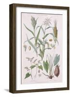 Millet, Maize, Buckwheat and Taro, from A History of the Vegetable Kingdom by William Rhind-W. Fitch-Framed Giclee Print