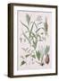 Millet, Maize, Buckwheat and Taro, from A History of the Vegetable Kingdom by William Rhind-W. Fitch-Framed Giclee Print