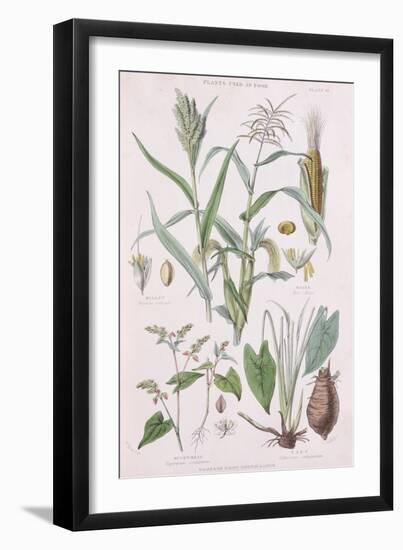 Millet, Maize, Buckwheat and Taro, from A History of the Vegetable Kingdom by William Rhind-W. Fitch-Framed Giclee Print