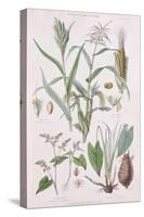 Millet, Maize, Buckwheat and Taro, from A History of the Vegetable Kingdom by William Rhind-W. Fitch-Stretched Canvas