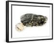 Chelsea Black