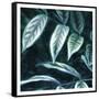 Canvas Black