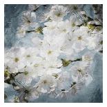 White Flowers With Blue-Milli Villa-Art Print