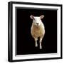 Millie-Linda Wood-Framed Giclee Print