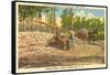 Milling Sugar Cane, Manning, South Carolina-null-Framed Stretched Canvas