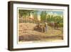 Milling Sugar Cane, Manning, South Carolina-null-Framed Art Print