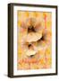 Million Bells-Scott J. Davis-Framed Giclee Print