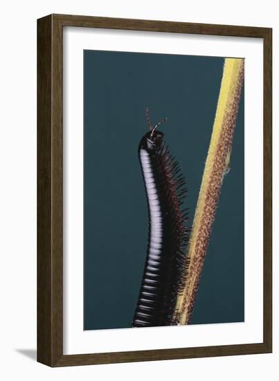 Millipede Climbing a Stem-DLILLC-Framed Photographic Print