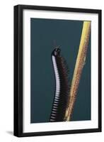 Millipede Climbing a Stem-DLILLC-Framed Photographic Print