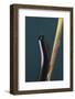 Millipede Climbing a Stem-DLILLC-Framed Photographic Print