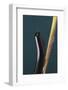 Millipede Climbing a Stem-DLILLC-Framed Photographic Print