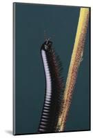 Millipede Climbing a Stem-DLILLC-Mounted Photographic Print