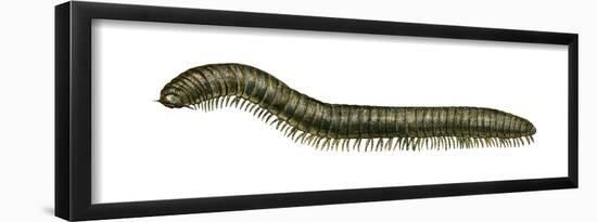 Millipede (Julus Terrestris), Arthropods, Invertebrates-Encyclopaedia Britannica-Framed Poster