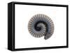Millipede Rolled Up for Defense, Alicante, Spain-Niall Benvie-Framed Stretched Canvas