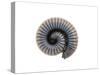 Millipede Rolled Up for Defense, Alicante, Spain-Niall Benvie-Stretched Canvas