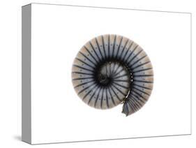 Millipede Rolled Up for Defense, Alicante, Spain-Niall Benvie-Stretched Canvas