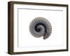 Millipede Rolled Up for Defense, Alicante, Spain-Niall Benvie-Framed Photographic Print