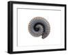 Millipede Rolled Up for Defense, Alicante, Spain-Niall Benvie-Framed Photographic Print