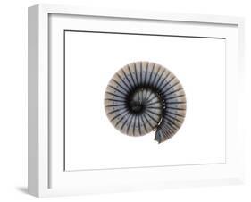 Millipede Rolled Up for Defense, Alicante, Spain-Niall Benvie-Framed Photographic Print