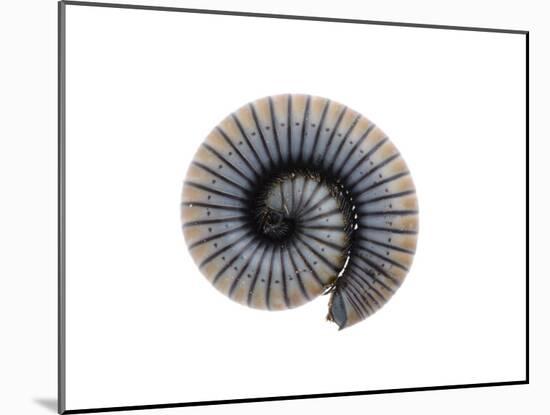 Millipede Rolled Up for Defense, Alicante, Spain-Niall Benvie-Mounted Photographic Print