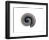 Millipede Rolled Up for Defense, Alicante, Spain-Niall Benvie-Framed Photographic Print