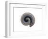 Millipede Rolled Up for Defense, Alicante, Spain-Niall Benvie-Framed Photographic Print