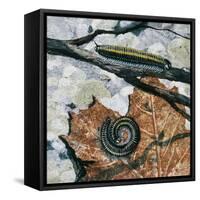 Millipedes (Julus Sp), Diplopoda, Drawing-null-Framed Stretched Canvas