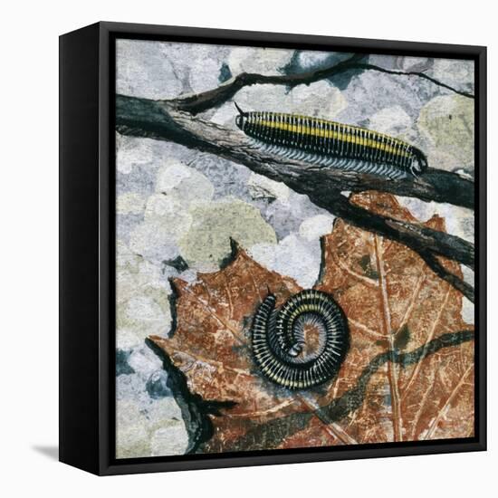 Millipedes (Julus Sp), Diplopoda, Drawing-null-Framed Stretched Canvas