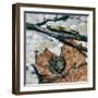 Millipedes (Julus Sp), Diplopoda, Drawing-null-Framed Giclee Print