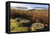 Millstones, bracken, fog of temperature inversion, Stanage Edge, Peak District Nat'l Park, England-Eleanor Scriven-Framed Stretched Canvas