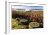 Millstones, bracken, fog of temperature inversion, Stanage Edge, Peak District Nat'l Park, England-Eleanor Scriven-Framed Photographic Print