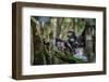 Milne-Edward's sifaka with infant sitting in tree, Madagascar-Nick Garbutt-Framed Photographic Print