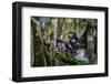 Milne-Edward's sifaka with infant sitting in tree, Madagascar-Nick Garbutt-Framed Photographic Print