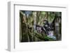 Milne-Edward's sifaka with infant sitting in tree, Madagascar-Nick Garbutt-Framed Photographic Print