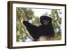 Milne-Edwards Sifaka (Propithecus Edwardsi), Ranomafana National Park, Madagascar Central Highlands-Matthew Williams-Ellis-Framed Photographic Print